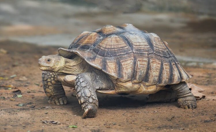 African Spurred Tortoise Photo 3