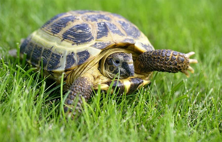 Russian Tortoise Photo 3
