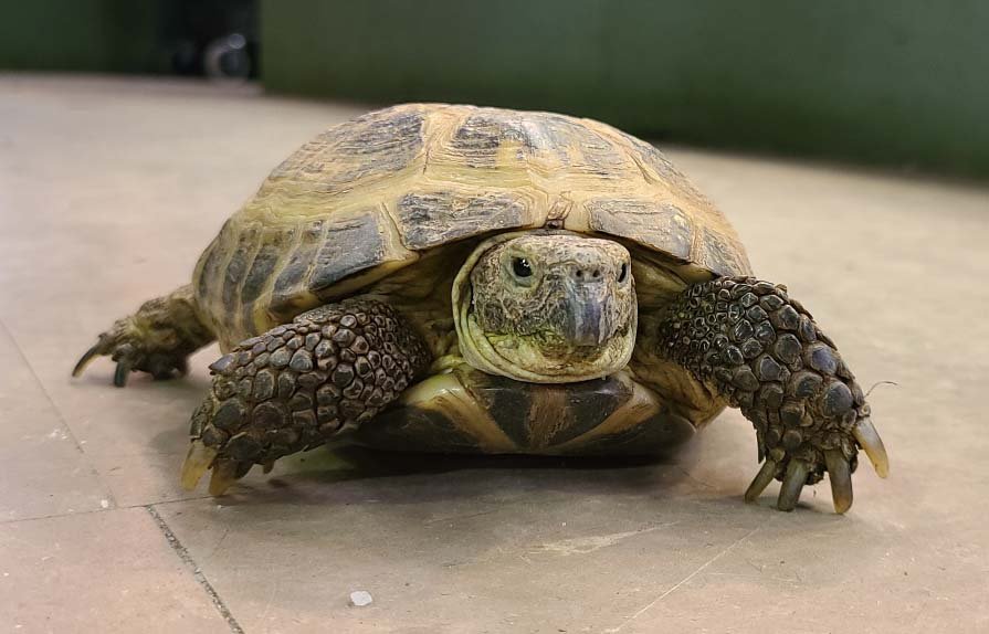 Russian Tortoise Photo 1