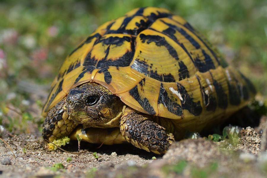 Eastern Hermann’s Tortoise Photo 2