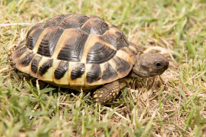 Eastern Hermann’s Tortoise Photo 3