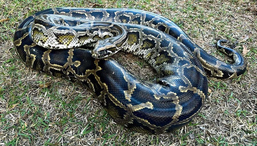 Burmese Python Photo 2