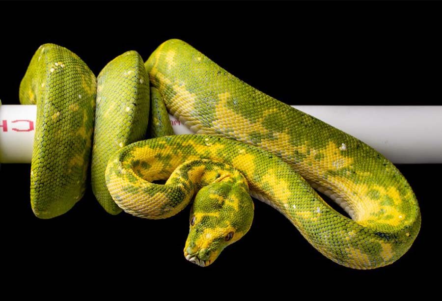 Green Tree Python image 3