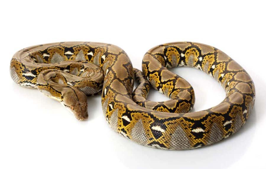 Reticulated Python image 1