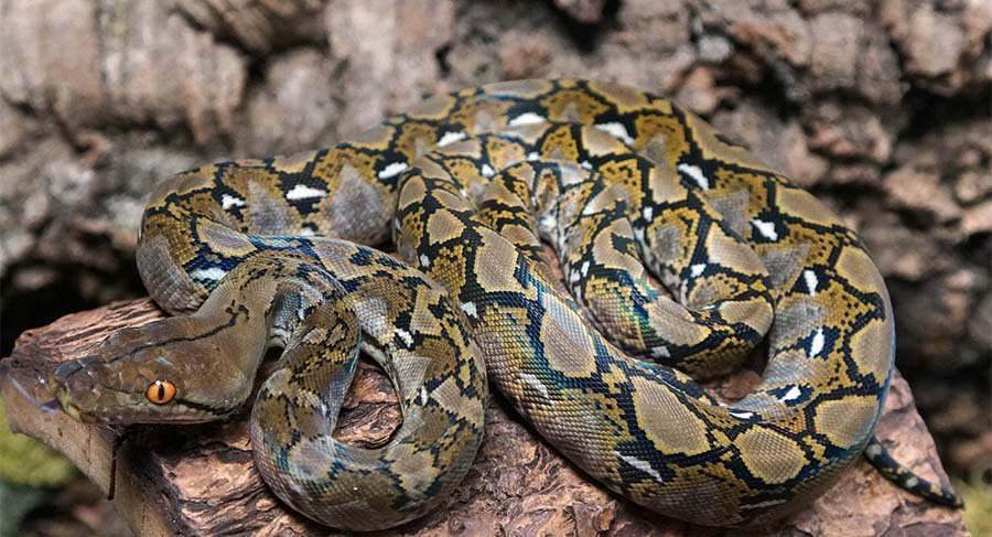 Reticulated Python image 3