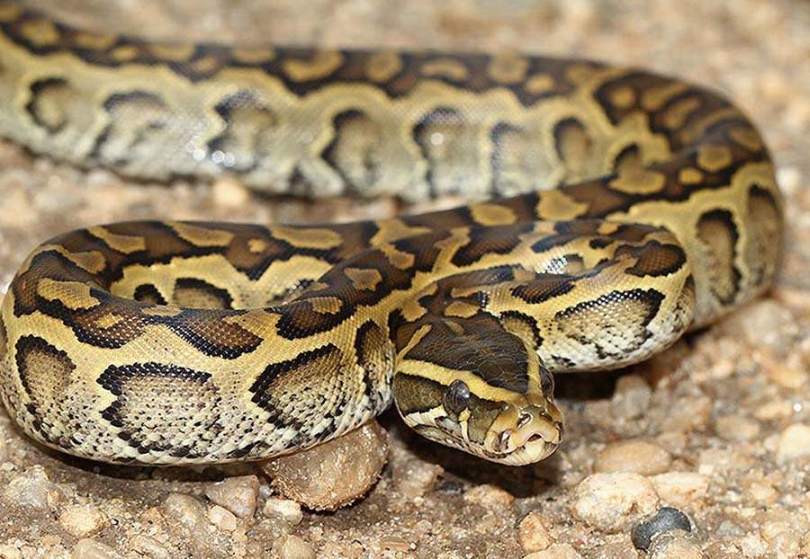 Central African Rock Python image 1