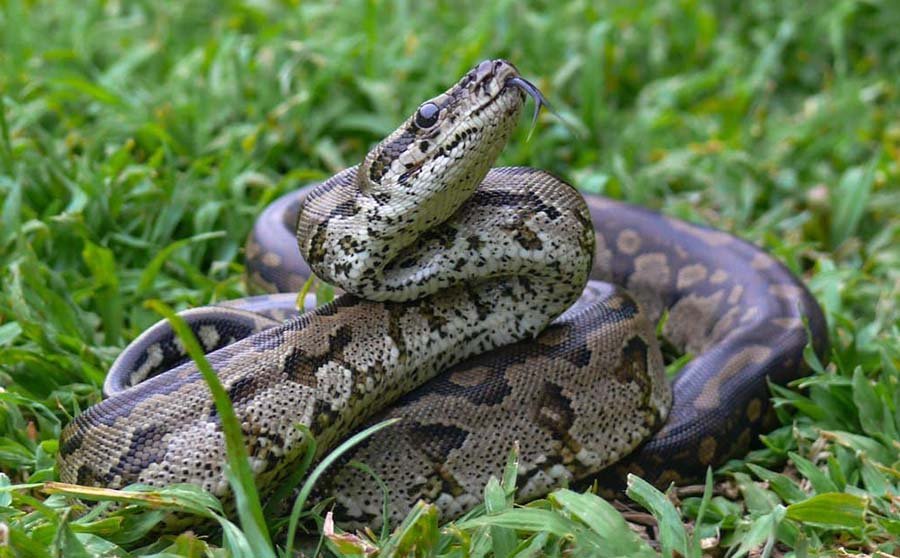Central African Rock Python image 2