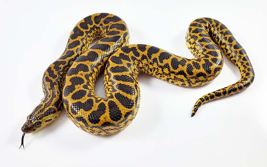Yellow Anaconda photo 1