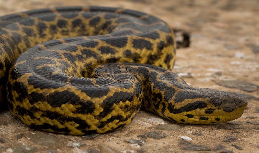 Yellow Anaconda photo 2