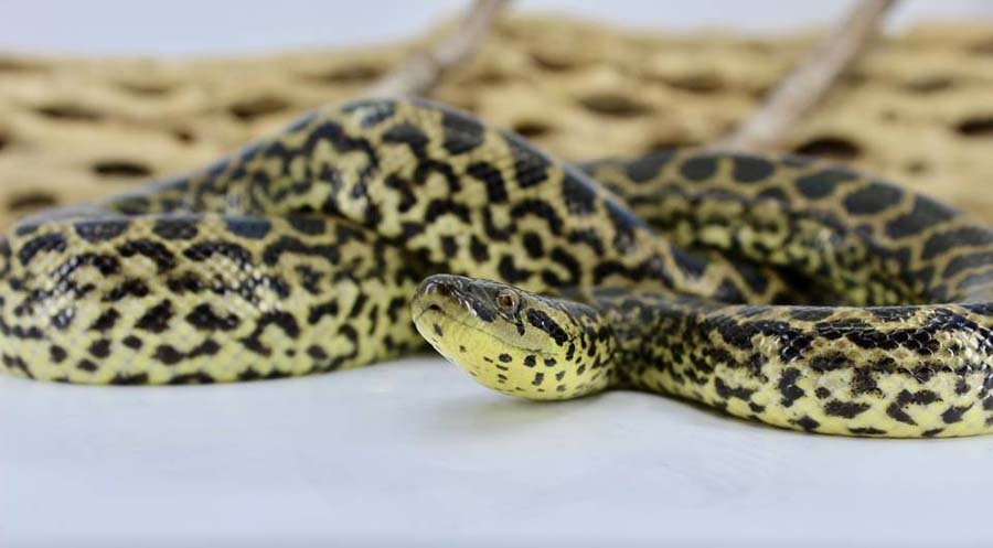 Yellow Anaconda photo 3