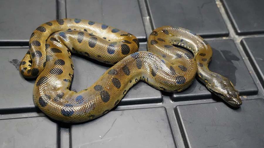 Green Anaconda photo 3