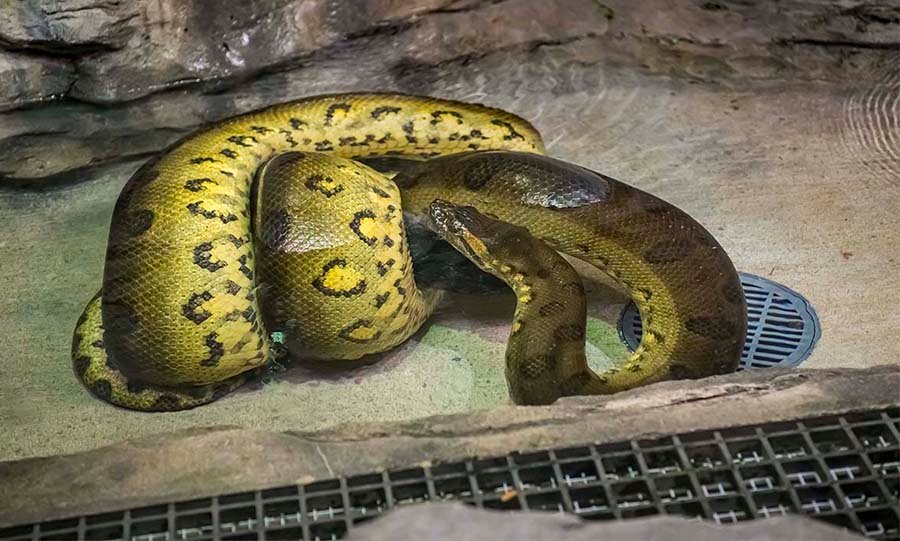 Green Anaconda photo 1