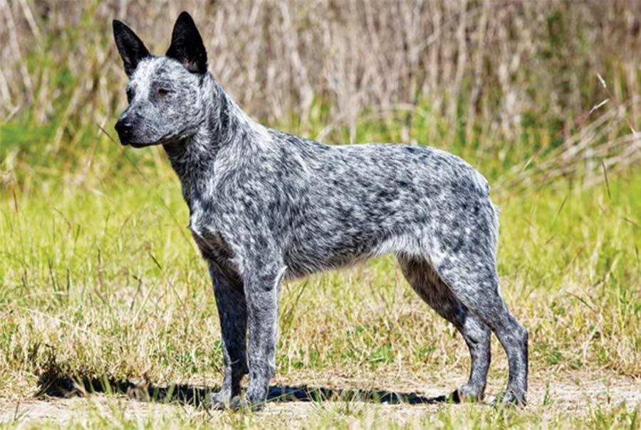 Australian Stumpy Tail Cattle Dog Photo 1