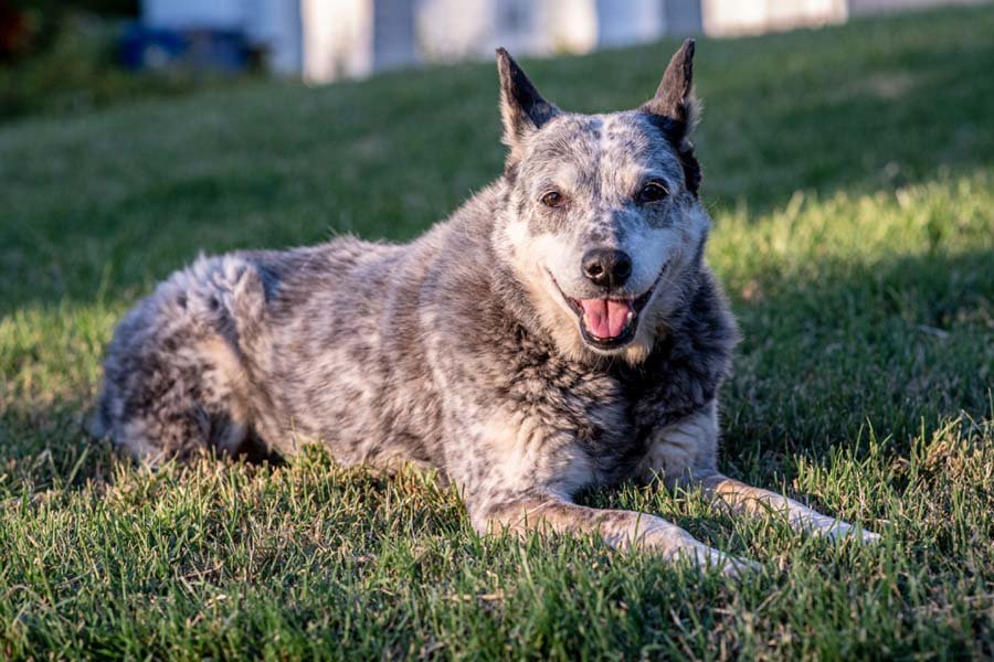 Australian Stumpy Tail Cattle Dog Photo 3