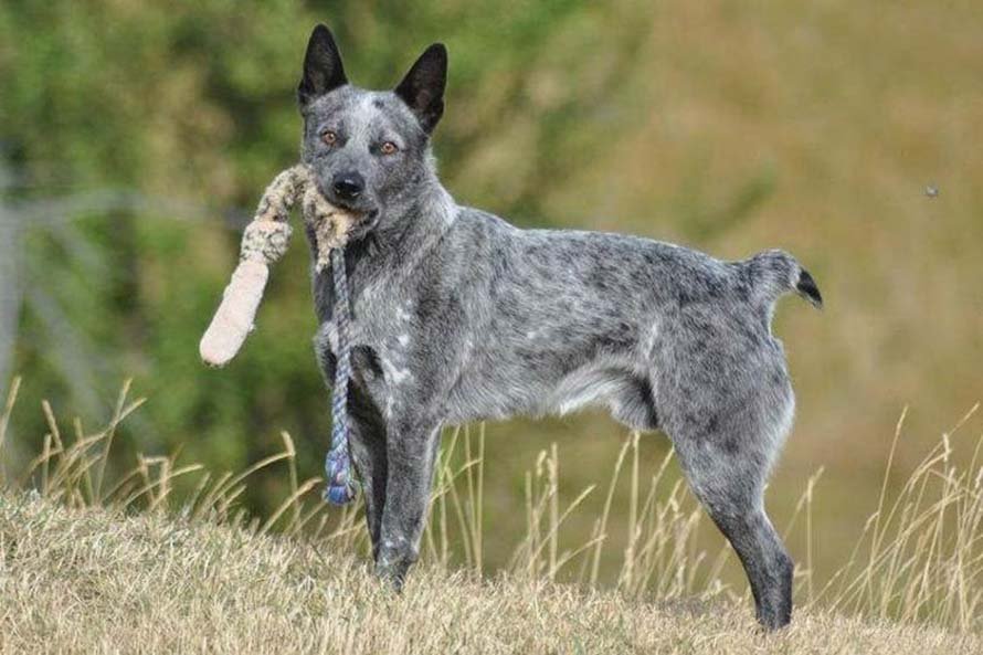 Australian Stumpy Tail Cattle Dog Photo 2