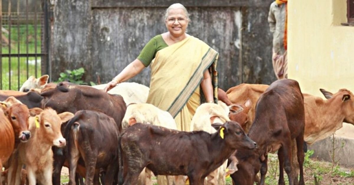 Vechur Cow photo