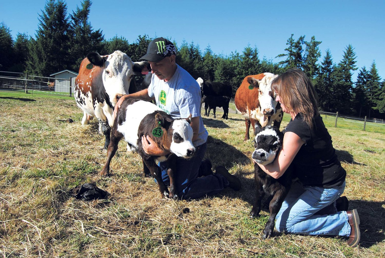 Panda cow photo