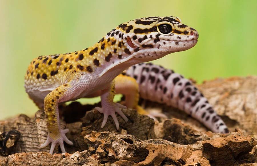 Leopard Gecko photo
