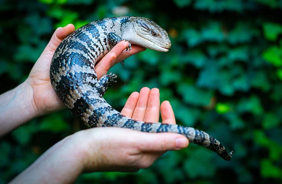 Blue-Tongued Skink photo