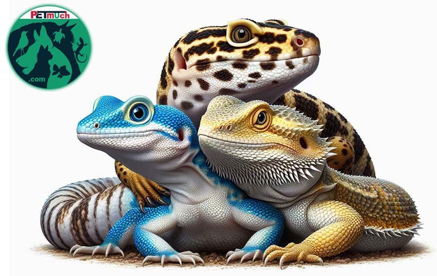 Photo of Pet Lizards