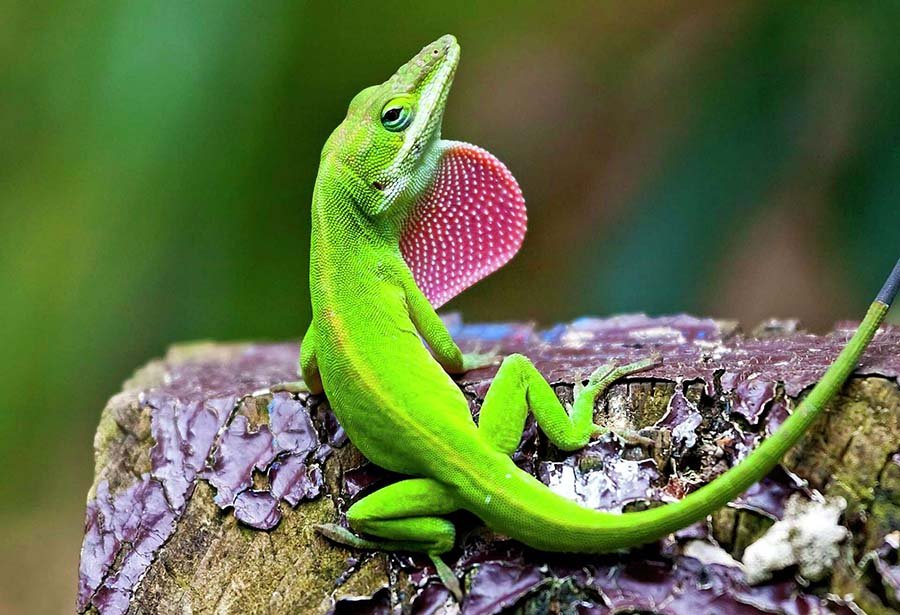 Green Anole photo