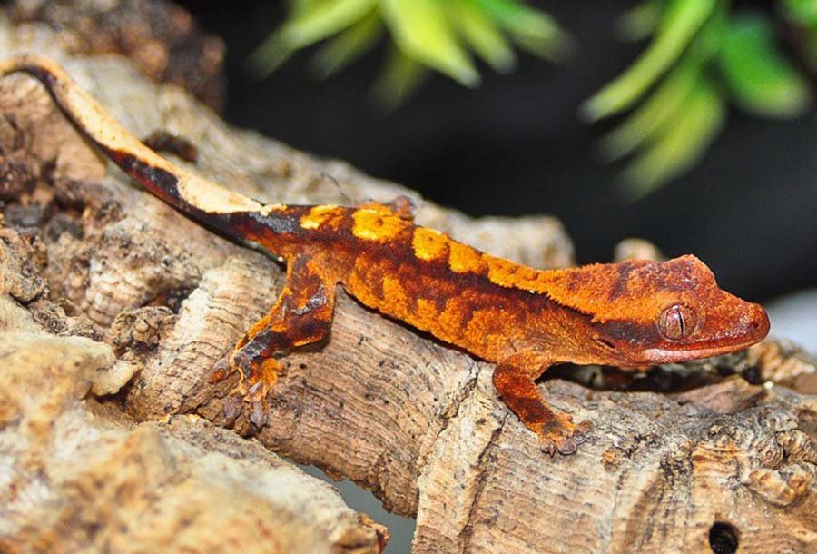 Crested Gecko photo