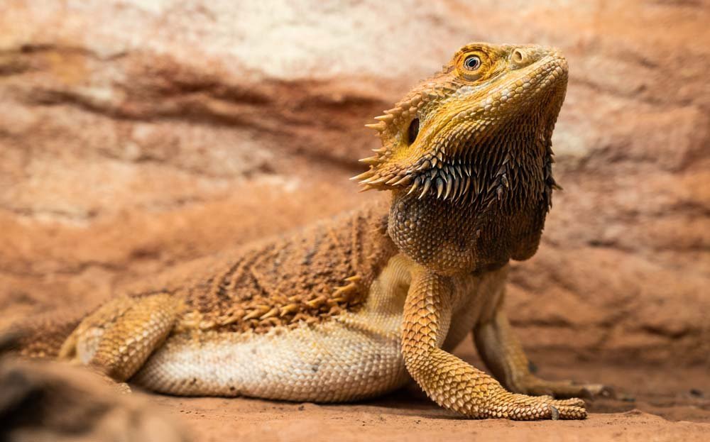 Bearded Dragon photo