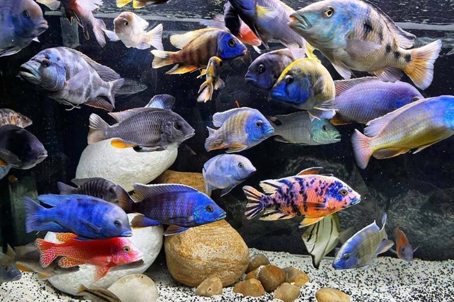 Different African Cichlids in Aquarium