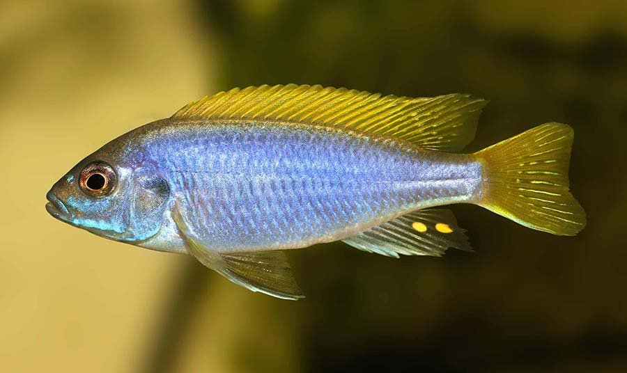 Acei Cichlid photo