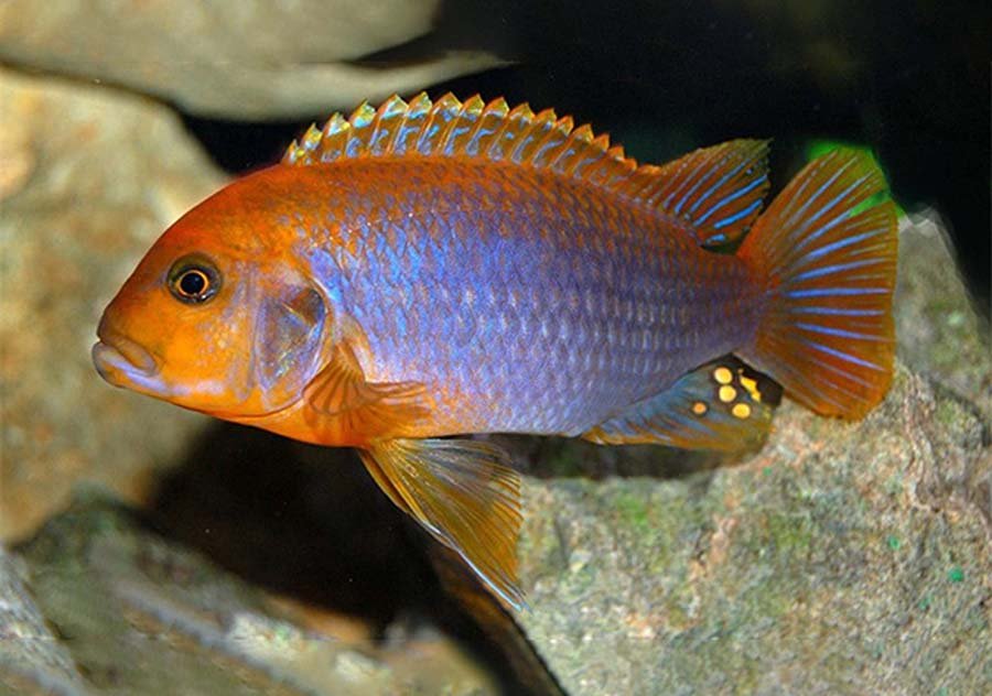 Rusty Cichlid photo