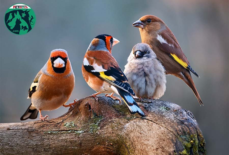 Different types of Finch birds together