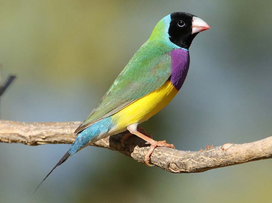 Gouldian Finch Photo