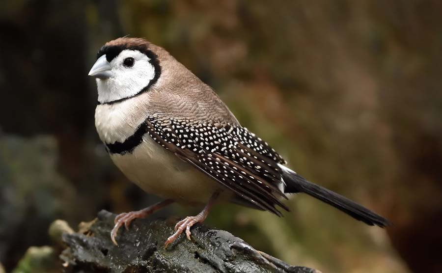 Owl Finch photo