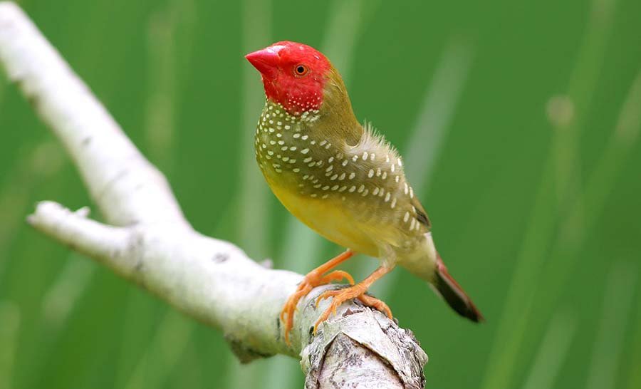 Star Finch Photo