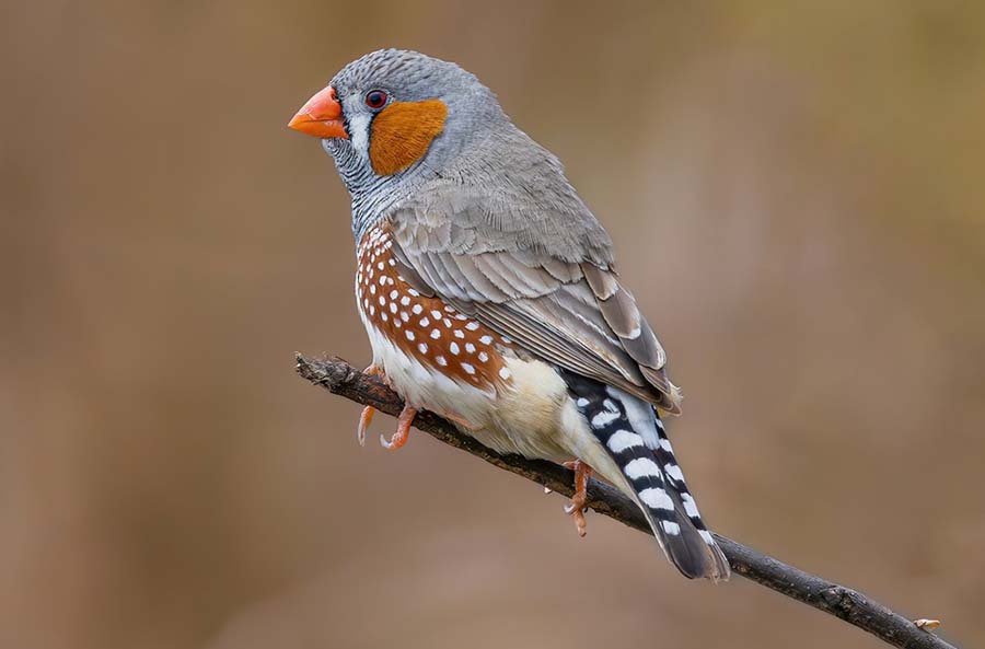 Zebra Finch photo