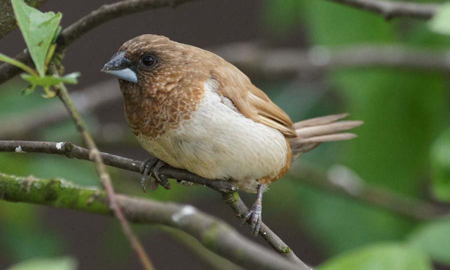 Society Finch photo